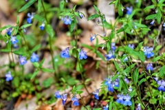 Collinsia grandiflora