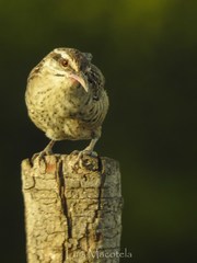Campylorhynchus yucatanicus