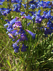 Penstemon