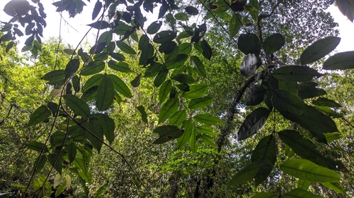 Eugenia oerstediana, 2024-05-18