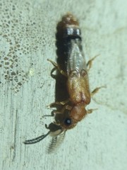 Distremocephalus texanus