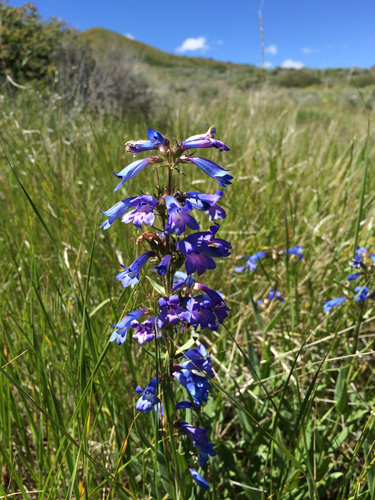 Penstemon cyananthus var. subglaber