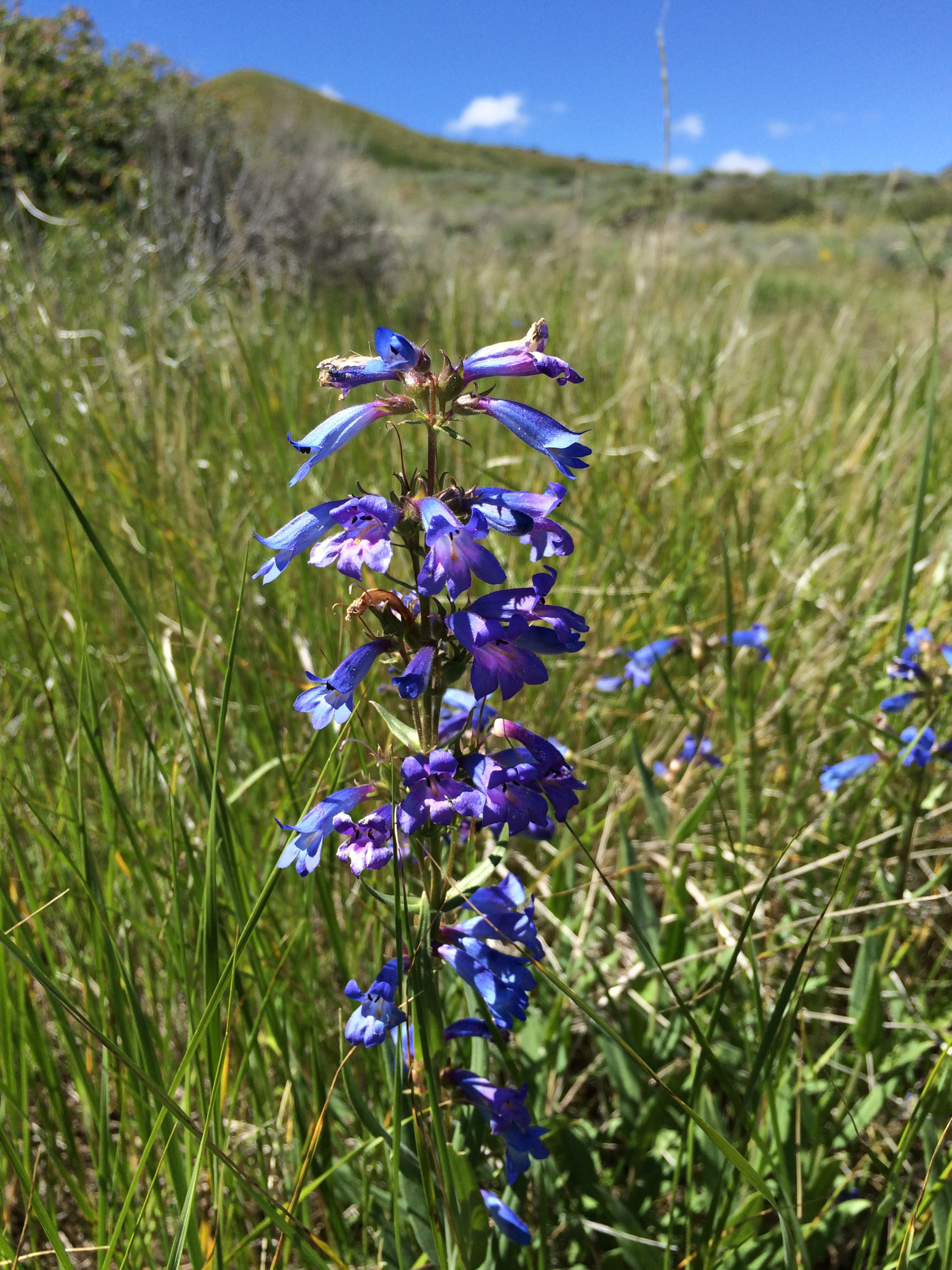 Penstemon cyananthus var. subglaber