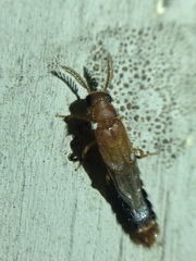 Distremocephalus texanus