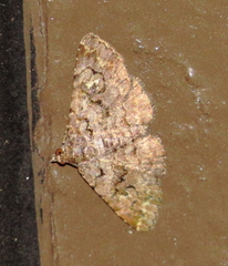 Toxonprucha repentis