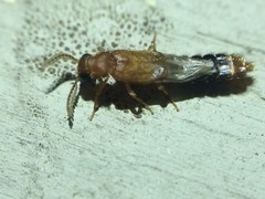 Distremocephalus texanus