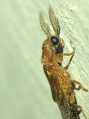 Distremocephalus texanus