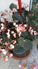 Begonia
