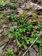 Selaginella douglasii