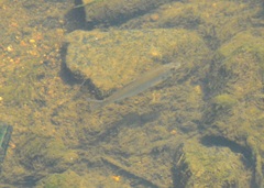 Cyprinoidei