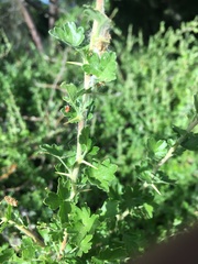 Ribes quercetorum