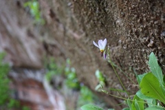 Primula pauciflora zionensis