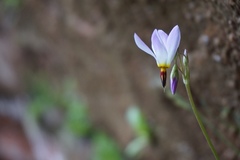 Primula pauciflora zionensis