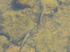 Cyprinoidei
