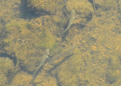 Cyprinoidei