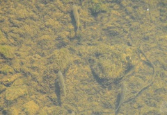 Cyprinoidei