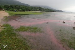 Noctiluca scintillans