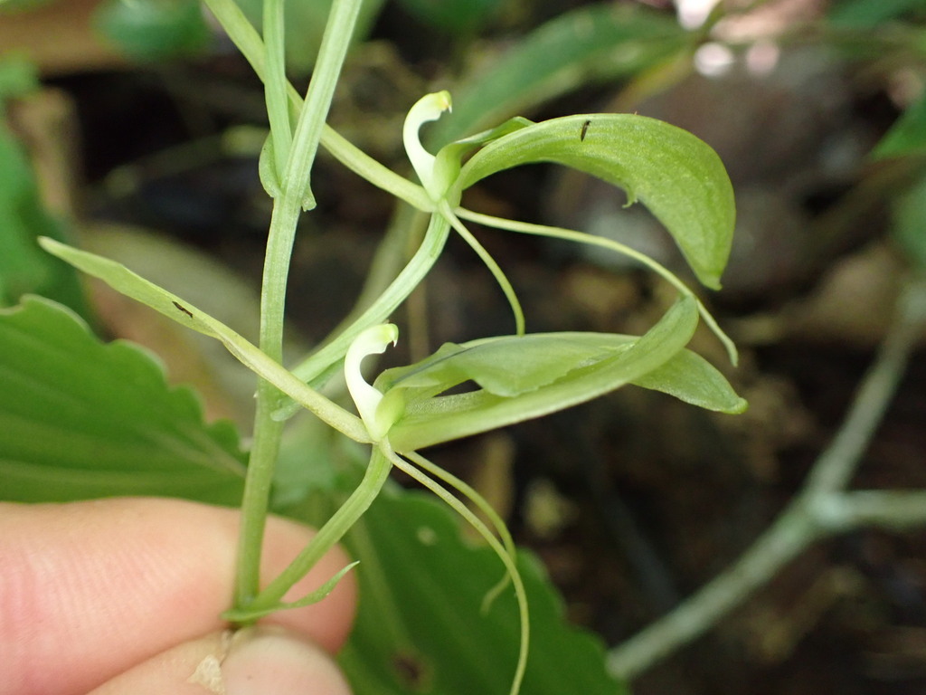 Liparis longicaulis