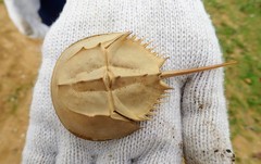 Tachypleus tridentatus