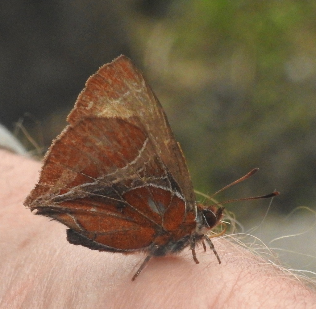 Chinese Hairstreak