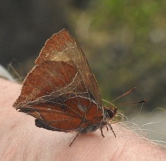 Amblopala avidiena
