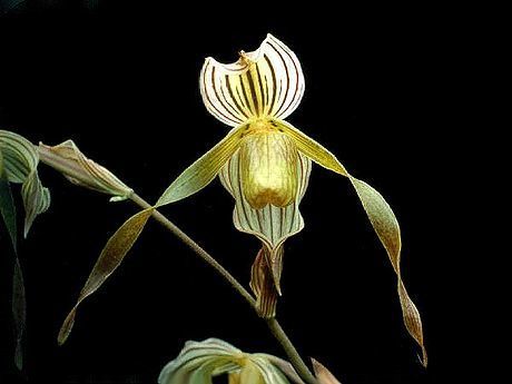Paphiopedilum kolopakingii