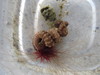 Amphitrite - Photo (c) Susan Wise-Eagle, some rights reserved (CC BY-NC), uploaded by Susan Wise-Eagle
