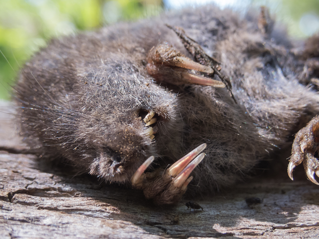 Long-clawed Mice