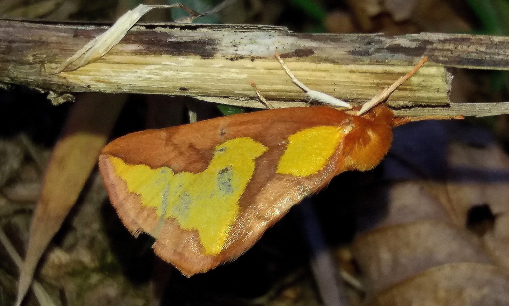 Axia olga