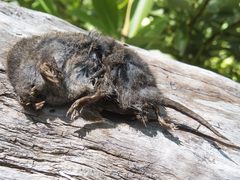 Valdivian Long-Clawed Akodont photo 3
