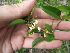 Chiococca parvifolia