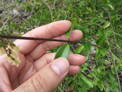 Chiococca parvifolia