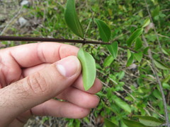 Chiococca parvifolia
