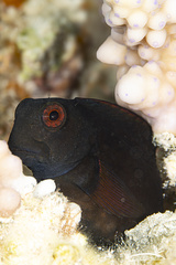 Black Blenny photo 4