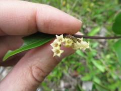 Chiococca parvifolia