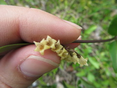 Chiococca parvifolia