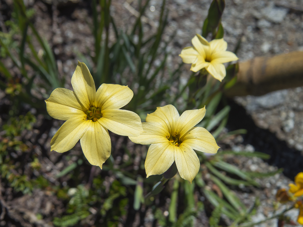 Sisyrinchium pearcei