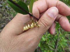 Chiococca parvifolia