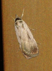 Tathorhynchus exsiccata