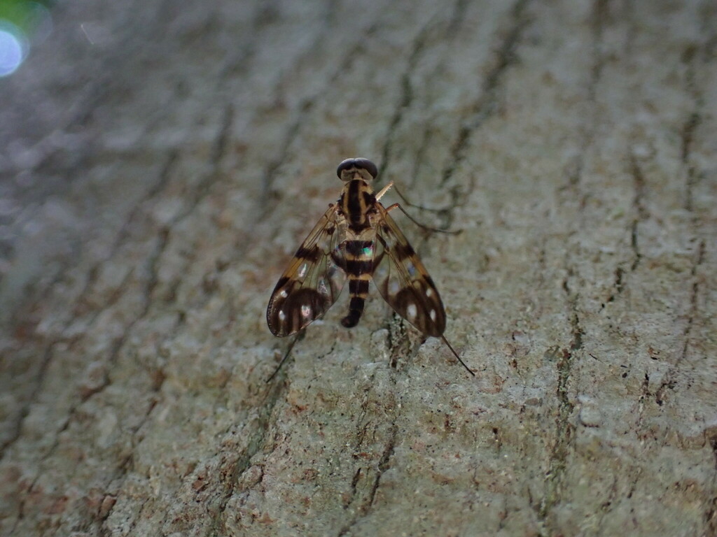 Chrysopilus vadoni