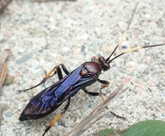 Ichneumon centrator