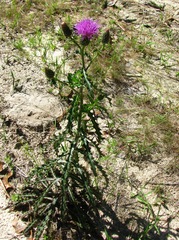 Cirsium repandum