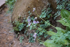 Primula pauciflora zionensis