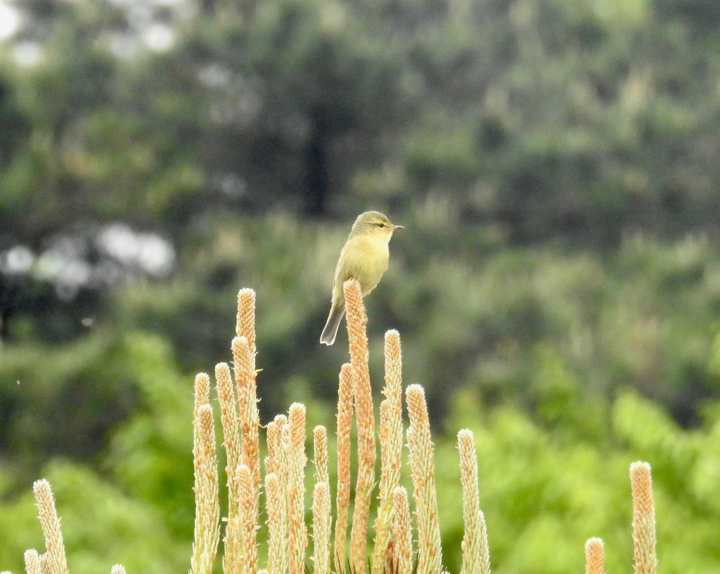 Buff-Throated Warbler