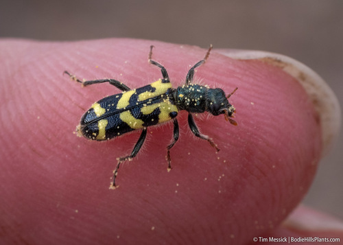 Ornate Checkered Beetle photo 3