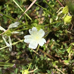 Limnanthes