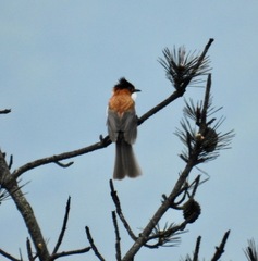 Hemixos castanonotus