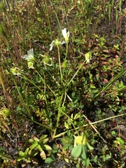 Limnanthes