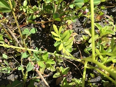 Limnanthes