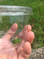 Chremistica ochracea